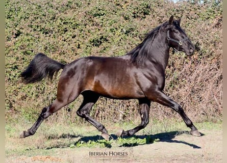 PRE Mix, Stallone, 4 Anni, 167 cm, Morello