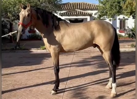 PRE Mix, Stallone, 4 Anni, 167 cm, Pelle di daino