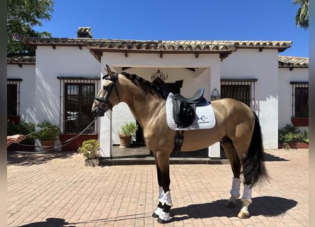 PRE, Stallone, 4 Anni, 167 cm, Pelle di daino