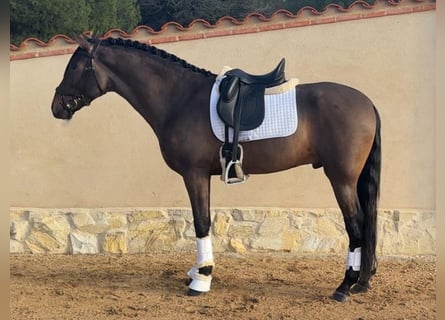 PRE Mix, Stallone, 4 Anni, 168 cm, Baio