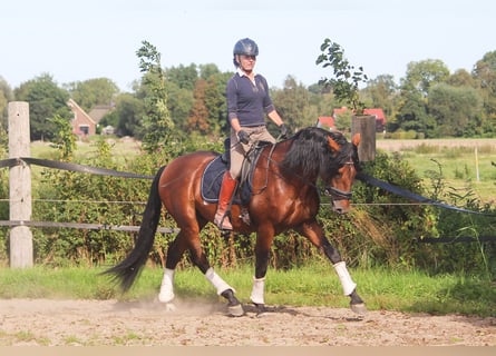 PRE, Stallone, 4 Anni, 168 cm, Baio