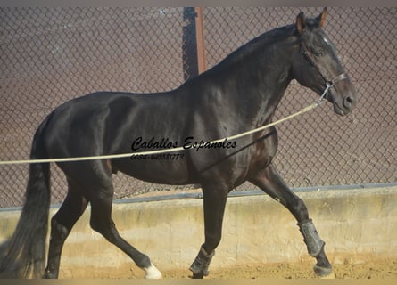 PRE, Stallone, 4 Anni, 168 cm, Baio nero