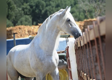 PRE Mix, Stallone, 4 Anni, 168 cm, Grigio