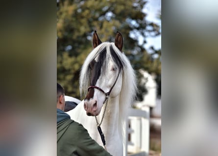 PRE Mix, Stallone, 4 Anni, 168 cm, Pezzato