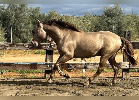 PRE Mix, Stallone, 4 Anni, 170 cm, Champagne