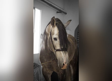 PRE Mix, Stallone, 4 Anni, 170 cm, Grigio