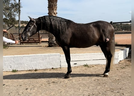 PRE Mix, Stallone, 4 Anni, 170 cm, Grigio