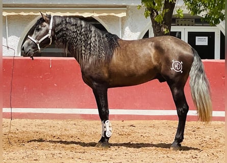 PRE Mix, Stallone, 4 Anni, 170 cm, Grigio ferro