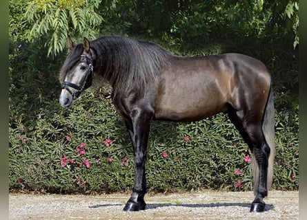 PRE Mix, Stallone, 4 Anni, 170 cm, Grigio rossastro