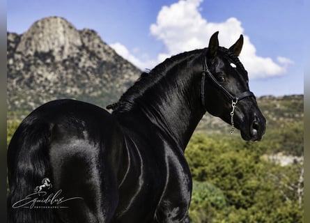 PRE Mix, Stallone, 4 Anni, 170 cm, Morello