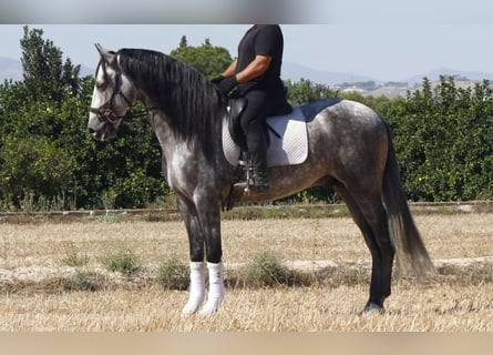 PRE Mix, Stallone, 4 Anni, 171 cm, Grigio