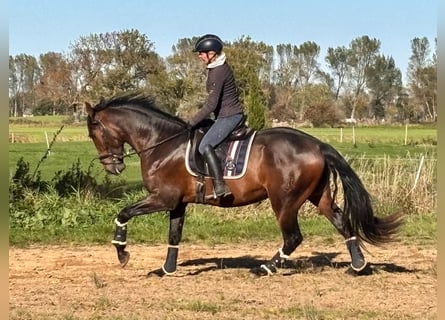 PRE, Stallone, 4 Anni, 172 cm, Baio