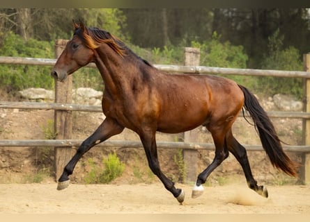 PRE Mix, Stallone, 4 Anni, 172 cm, Baio