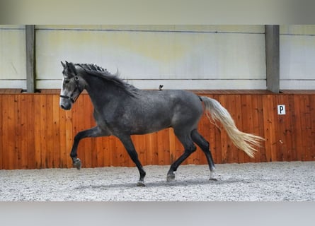 PRE, Stallone, 4 Anni, 172 cm, Grigio ferro