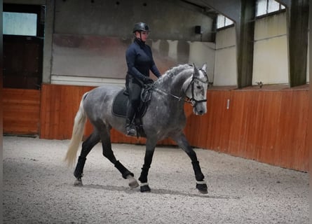 PRE, Stallone, 4 Anni, 172 cm, Grigio pezzato