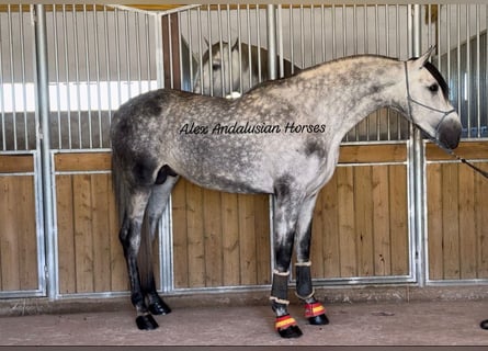 PRE Mix, Stallone, 4 Anni, 175 cm, Grigio pezzato