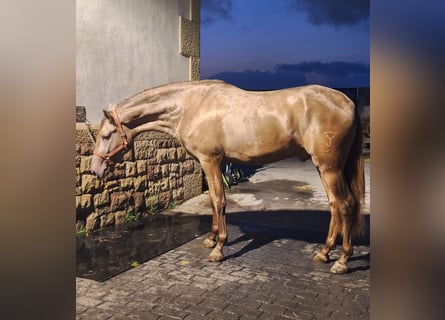 PRE, Stallone, 4 Anni, Champagne