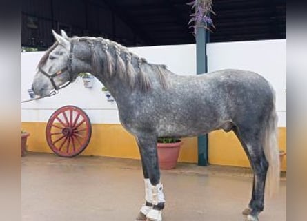 PRE Mix, Stallone, 4 Anni, Grigio
