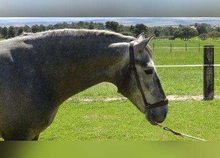 PRE, Stallone, 5 Anni, 155 cm, Grigio