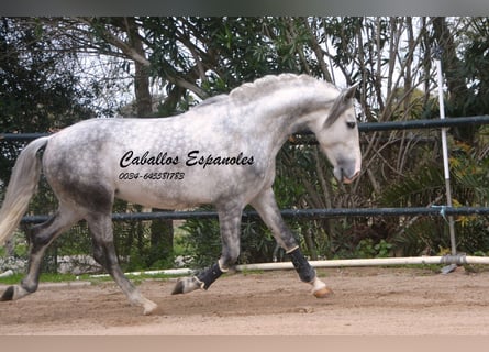 PRE, Stallone, 5 Anni, 158 cm, Grigio pezzato