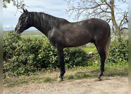 PRE, Stallone, 5 Anni, 159 cm, Grigio