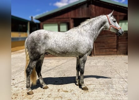 PRE Mix, Stallone, 5 Anni, 159 cm, Grigio pezzato