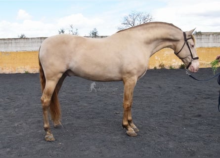 PRE, Stallone, 5 Anni, 160 cm, Pearl