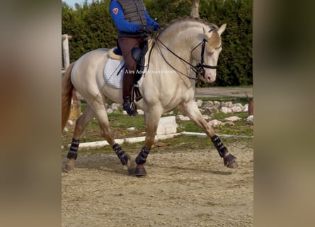 PRE Mix, Stallone, 5 Anni, 160 cm, Perlino