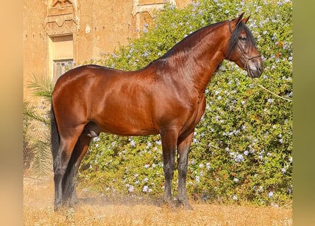 PRE, Stallone, 5 Anni, 161 cm, Baio
