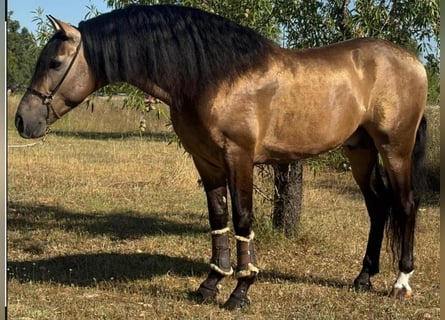 PRE Mix, Stallone, 5 Anni, 161 cm, Pelle di daino