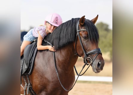 PRE Mix, Stallone, 5 Anni, 162 cm, Baio scuro