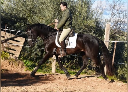 PRE, Stallone, 5 Anni, 162 cm, Morello