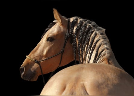 PRE, Stallone, 5 Anni, 162 cm, Pelle di daino