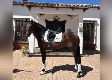 PRE, Stallone, 5 Anni, 163 cm, Baio ciliegia