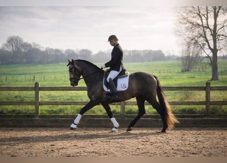PRE Mix, Stallone, 5 Anni, 163 cm, Grigio