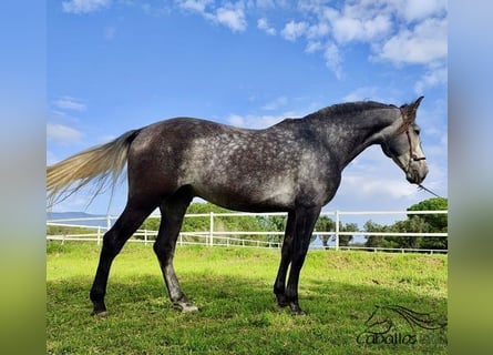 PRE, Stallone, 5 Anni, 163 cm, Grigio