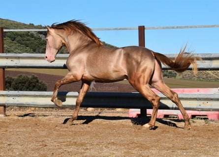 PRE, Stallone, 5 Anni, 163 cm, Pearl