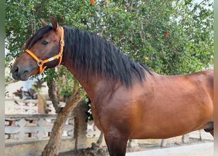 PRE Mix, Stallone, 5 Anni, 164 cm, Baio scuro