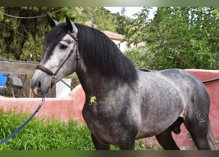 PRE, Stallone, 5 Anni, 164 cm, Grigio