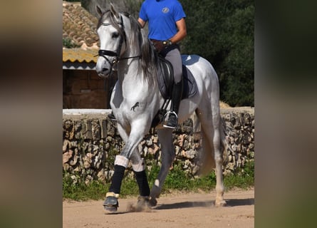 PRE Mix, Stallone, 5 Anni, 164 cm, Grigio