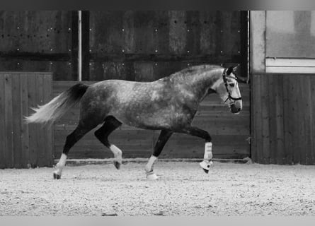 PRE, Stallone, 5 Anni, 164 cm, Grigio pezzato