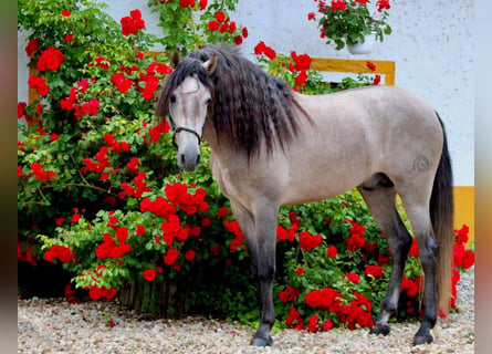 PRE, Stallone, 5 Anni, 164 cm, Grigio rossastro