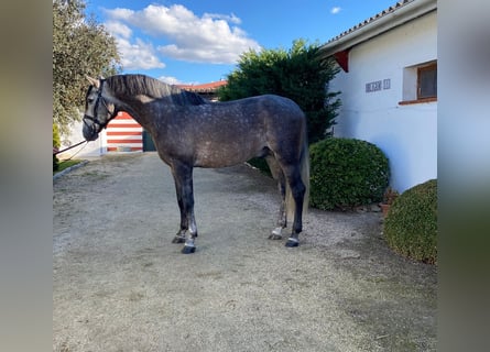 PRE, Stallone, 5 Anni, 165 cm, Grigio