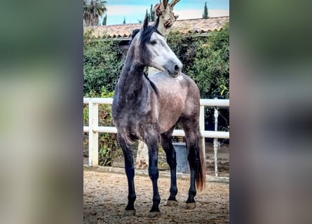 PRE Mix, Stallone, 5 Anni, 165 cm, Grigio pezzato