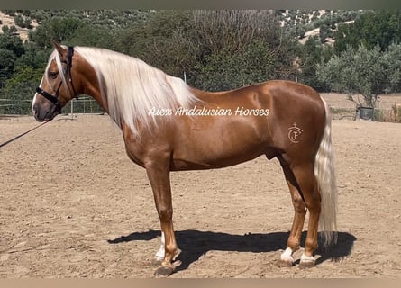 PRE Mix, Stallone, 5 Anni, 165 cm, Palomino