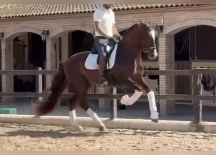 PRE Mix, Stallone, 5 Anni, 166 cm, Sauro