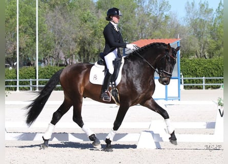 PRE Mix, Stallone, 5 Anni, 167 cm, Baio