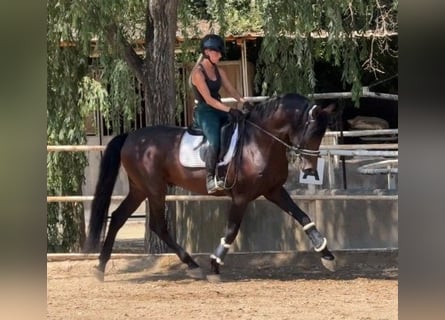PRE, Stallone, 5 Anni, 167 cm, Baio ciliegia