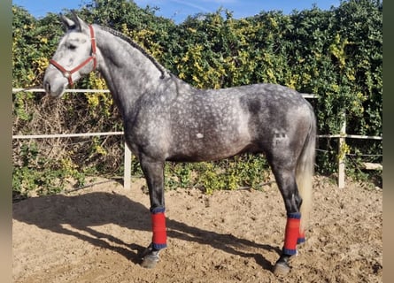 PRE Mix, Stallone, 5 Anni, 167 cm, Grigio