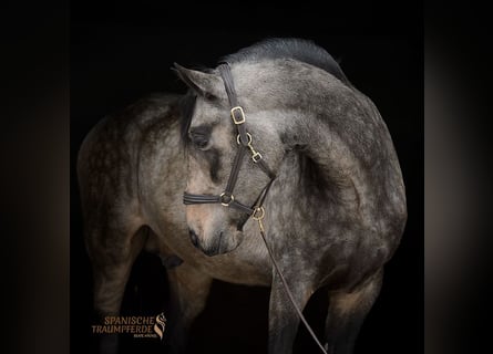 PRE Mix, Stallone, 5 Anni, 168 cm, Falbo